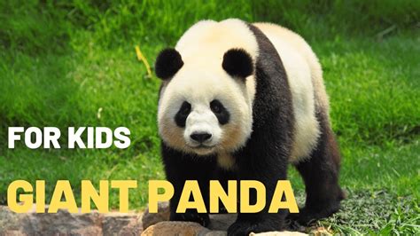 how many pandas are left in china 2020